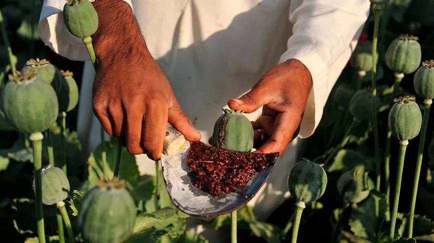 Políticos de la India piden legalizar la venta de opio  