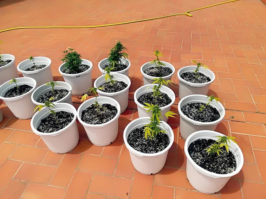 Diez trucos para el verano: floración y cogollos