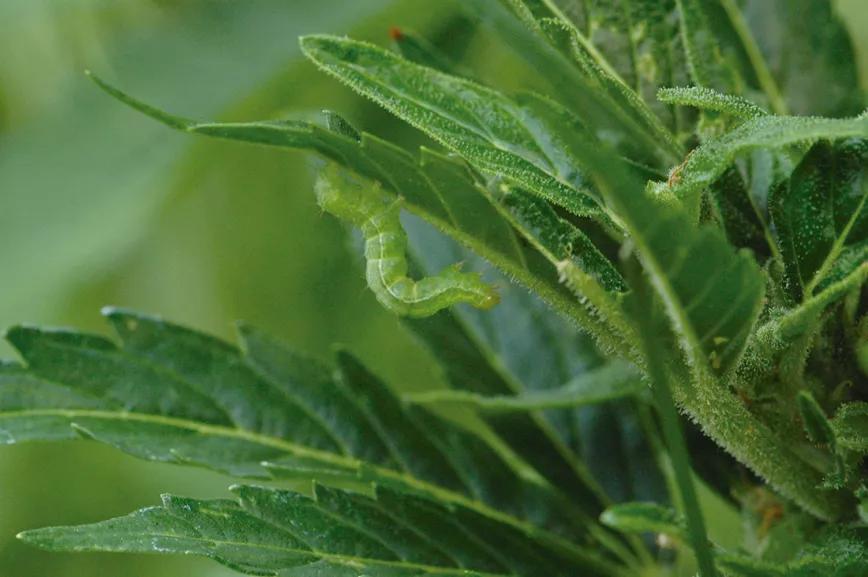 Acabemos con los bichos: pesticidas y control de plagas