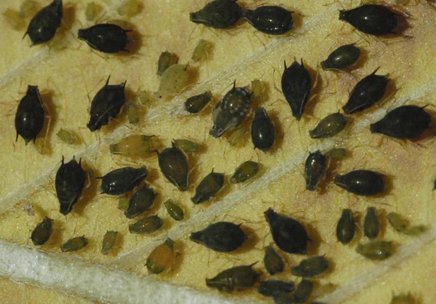 Agrupación de pulgones bajo una hoja.