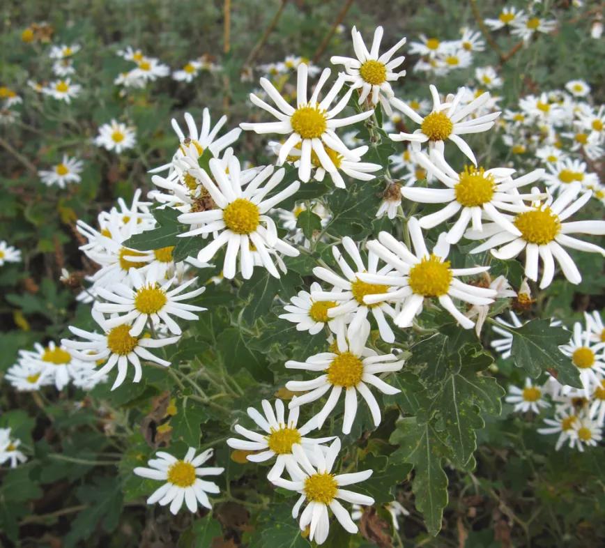 El extracto de piretro es un buen insecticida natural, ecológico y poco tóxico de uso general.