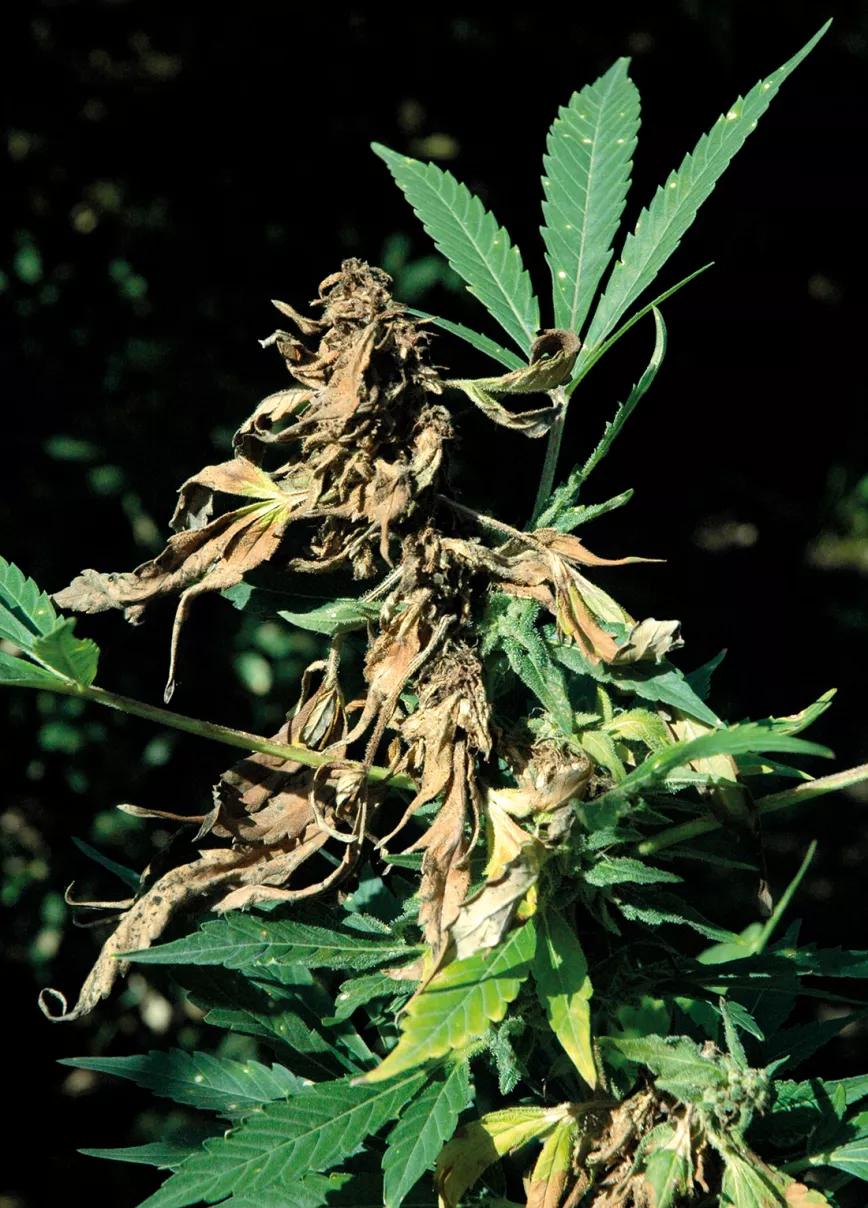 Planta infectada de botritis y tratada con jabón potásico para secar el hongo