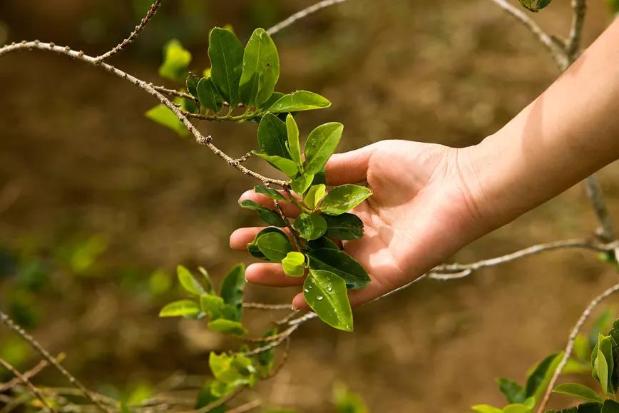 Legalizar la hoja de coca inmediatamente, y la cocaína cuando se pueda: el plan de Colombia 