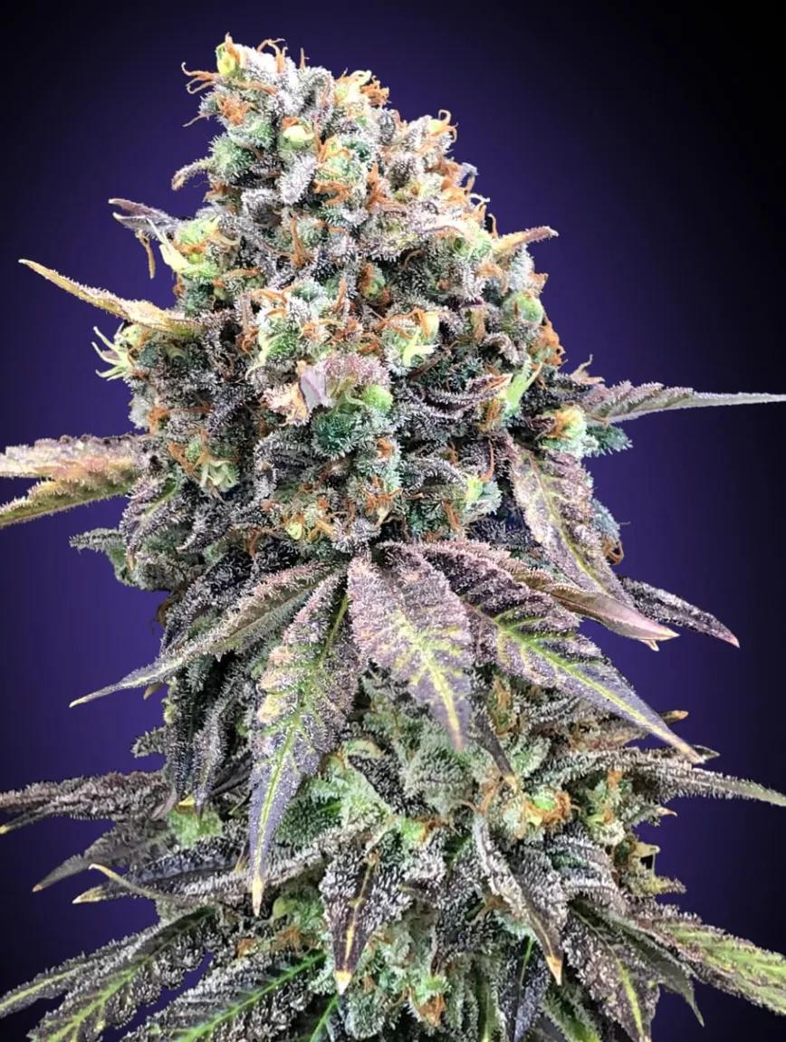 Purple Punch Purple Punch