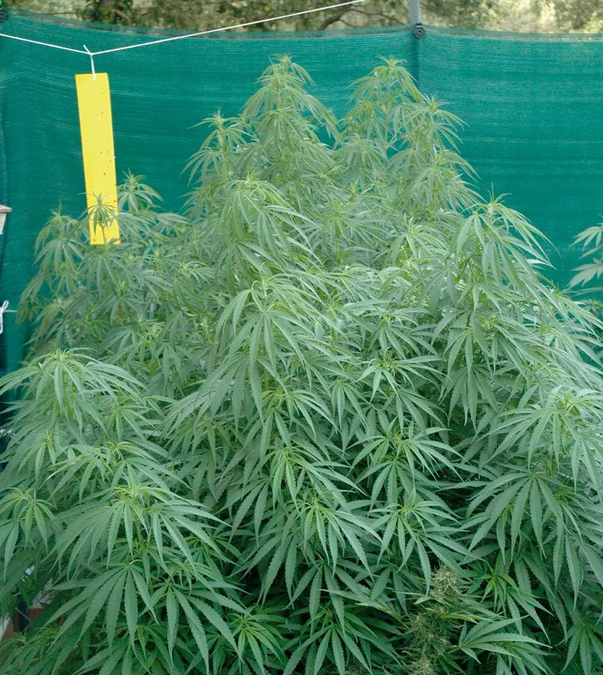 Diez trucos para engordar los cogollos y aumentar la producción