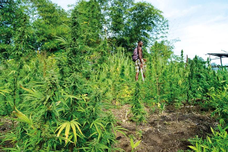 De los esclavos a los rastafaris: Jamaica, la meca del cannabis