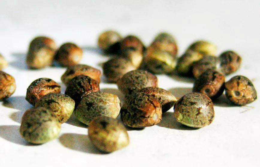 Condenan a un joven argentino por importar semillas de cannabis desde España