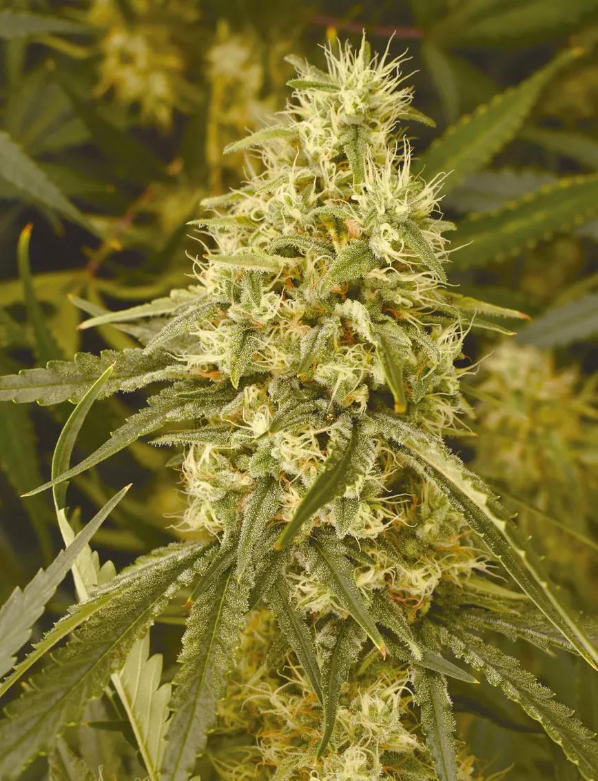 Ocho trucos y técnicas para manejar el tamaño y la forma de las plantas