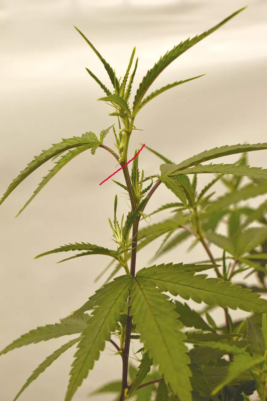 Ocho trucos y técnicas para manejar el tamaño y la forma de las plantas