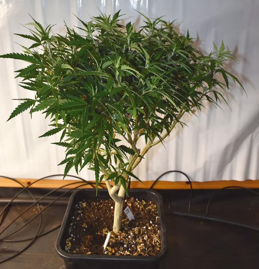 Ocho trucos y técnicas para manejar el tamaño y la forma de las plantas
