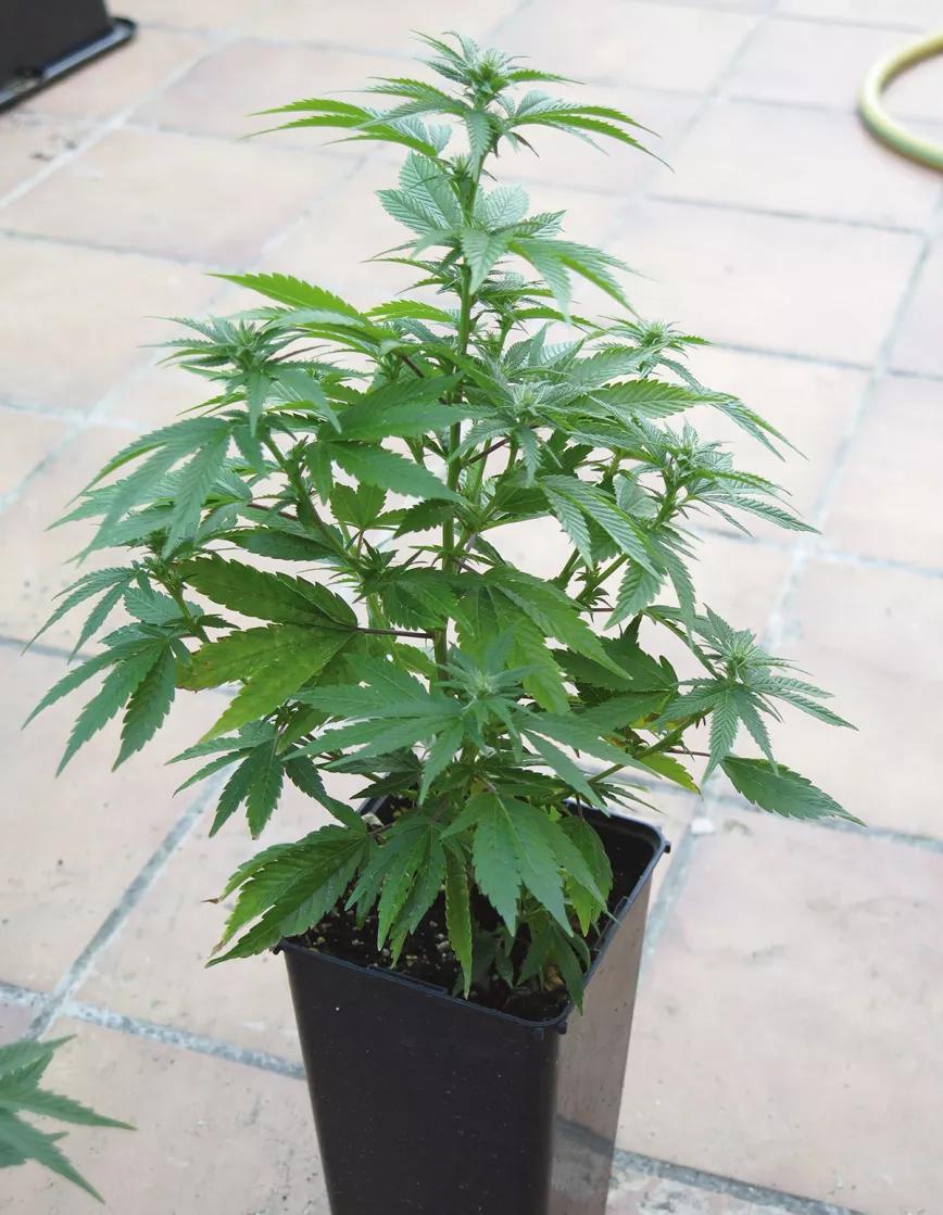 Ocho trucos y técnicas para manejar el tamaño y la forma de las plantas