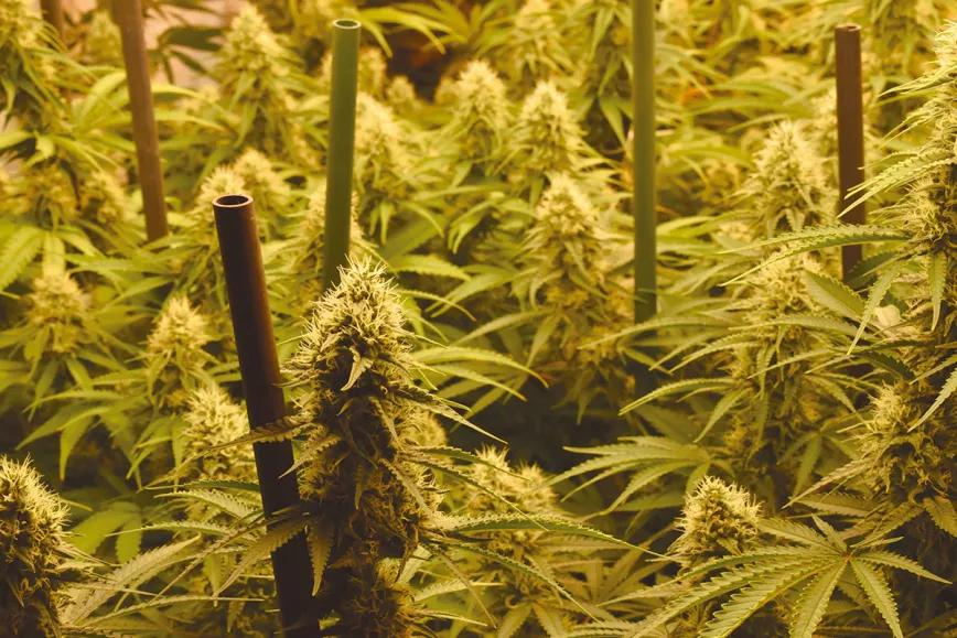Ocho trucos y técnicas para manejar el tamaño y la forma de las plantas
