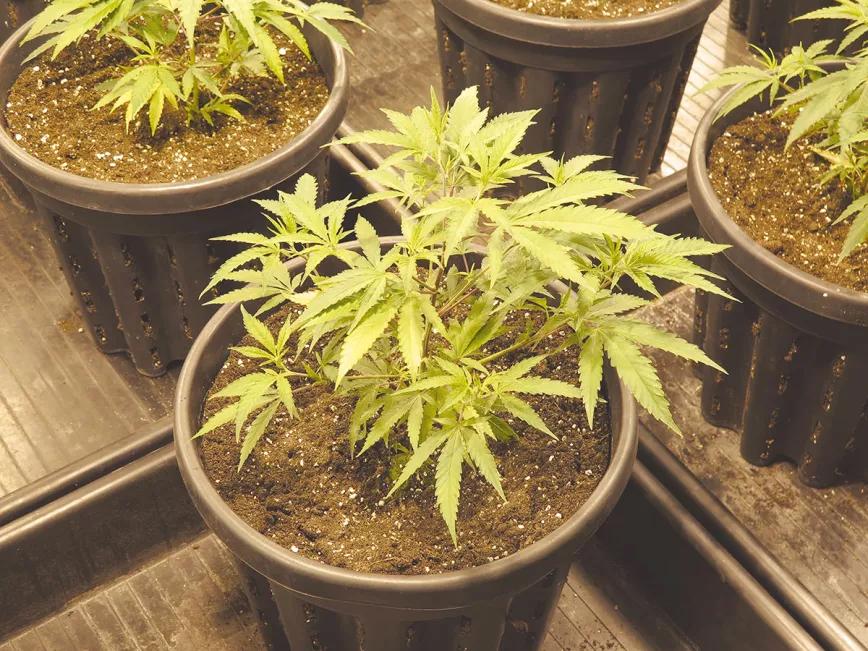 Ocho trucos y técnicas para manejar el tamaño y la forma de las plantas
