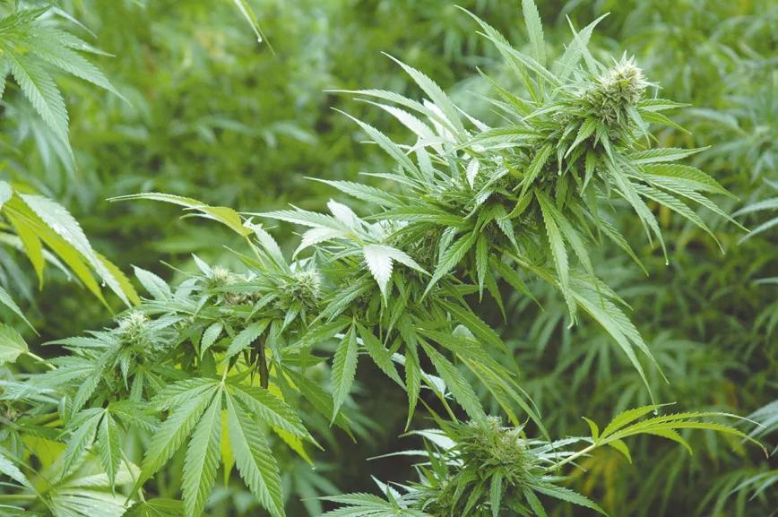 Los metales pesados en el cannabis