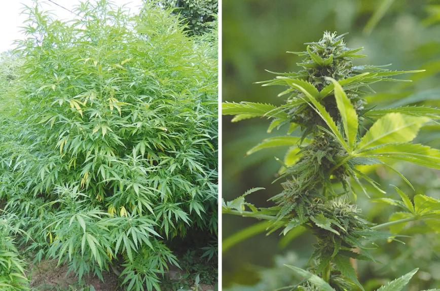 Los metales pesados en el cannabis