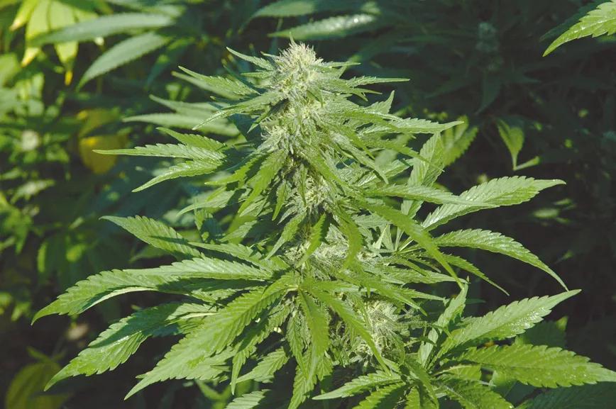 Los metales pesados en el cannabis