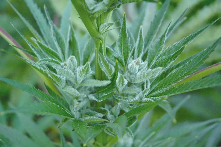 Los metales pesados en el cannabis