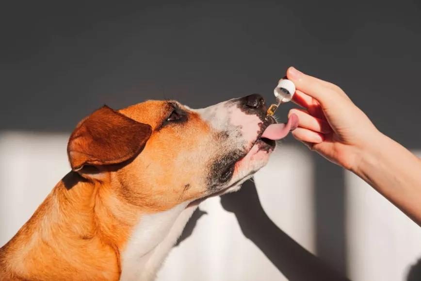 El CBD reduce el estrés y ansiedad que sufren los perros cuando viajan en coche