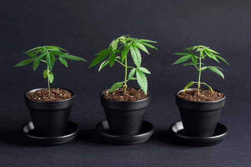 Nueva York pondrá en marcha el autocultivo de cannabis