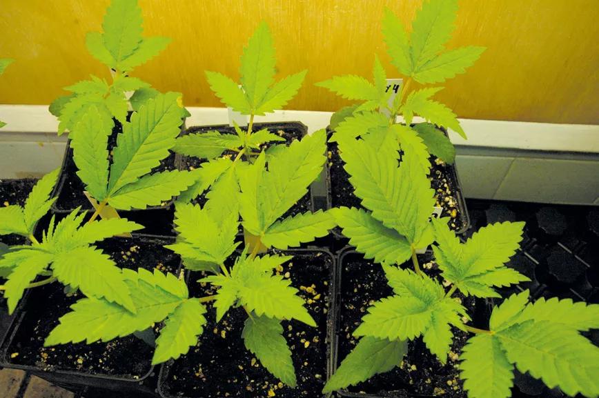 Estas plantas crecen en interior en enero y saldrán al exterior a final de febrero para florecer en primavera.