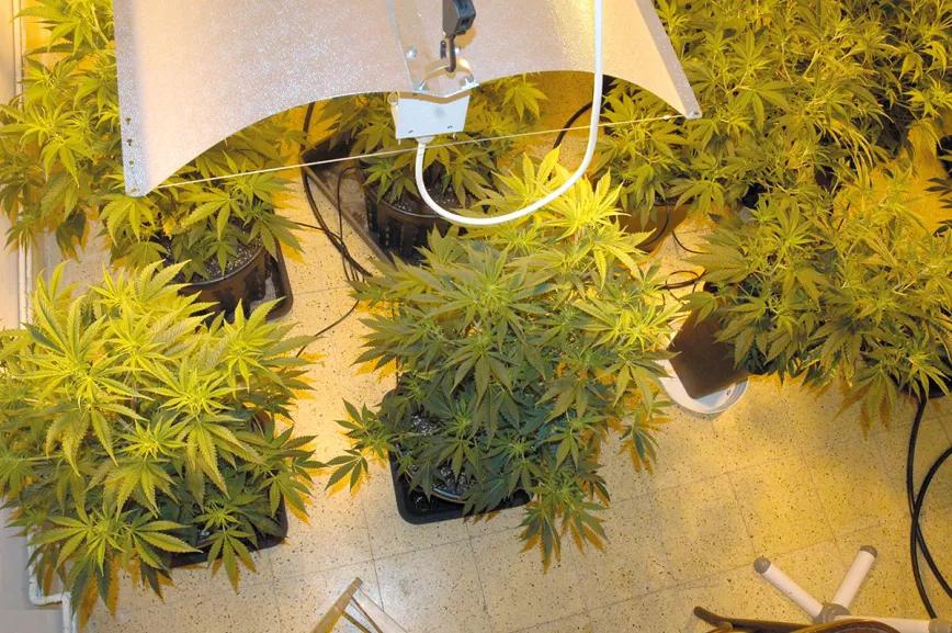 Las lámparas HPS tienen un espectro amarillento que las plantas no aprovechan tan bien como el de los led.