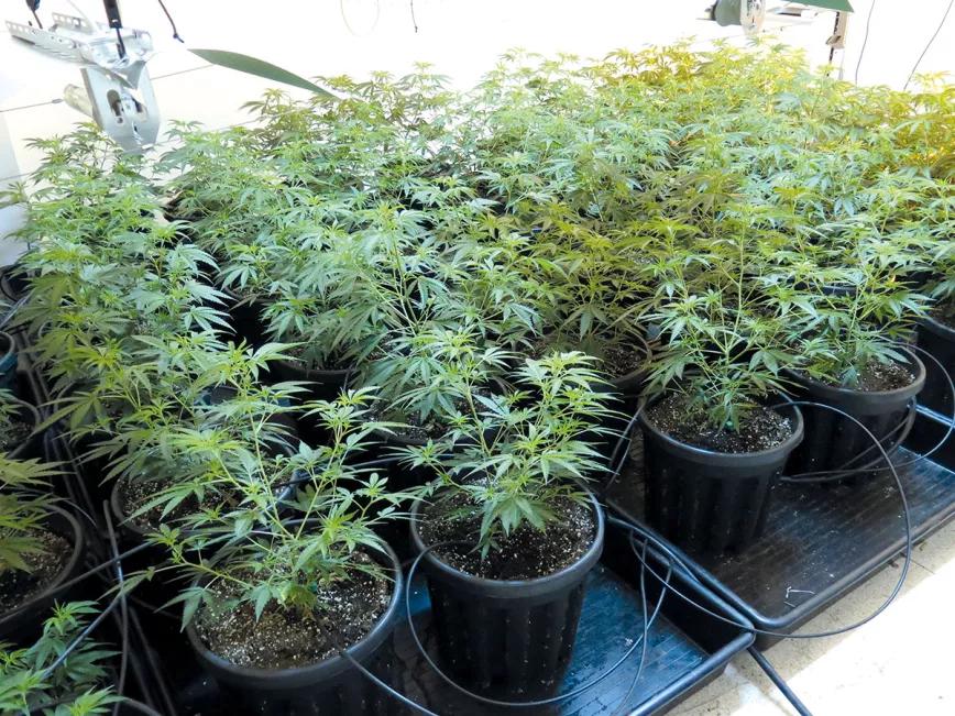 Siempre que las plantas estén sanas, una alta intensidad lumínica aumenta la producción.