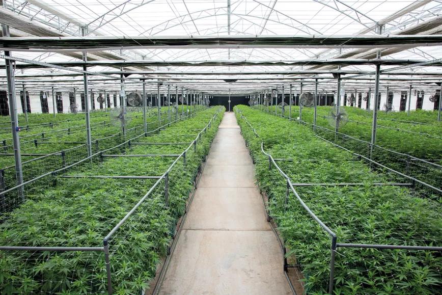El cannabis argentino en la era de Milei