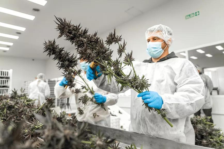 El cannabis argentino en la era de Milei