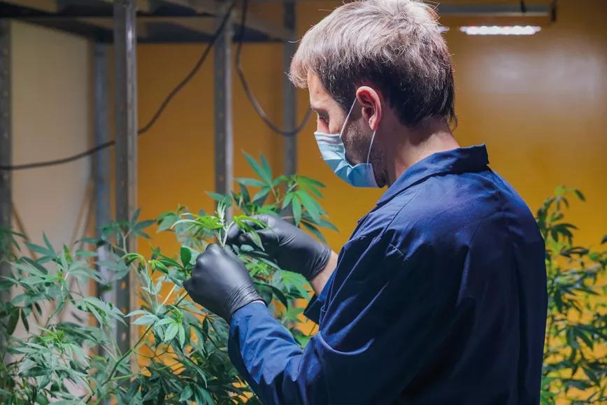 El cannabis argentino en la era de Milei