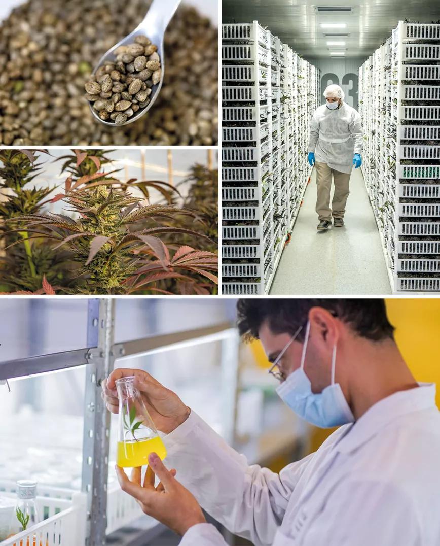 Industria Argentina. Desde 2017 en el país se está desarrollando la producción para elaborar aceite medicinal de cannabis, desde el cultivo con genéticas propias hasta el procesamiento de laboratorio