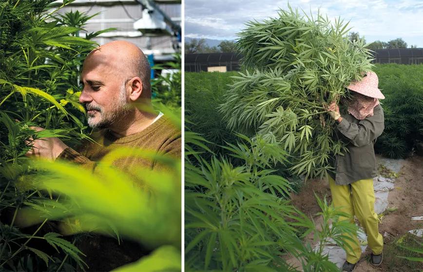El cannabis argentino en la era de Milei