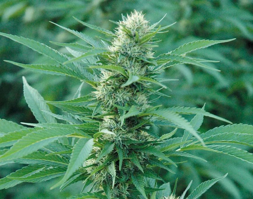 Nueve trucos para empezar en el cultivo de exterior