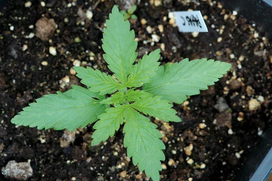 Nueve trucos para empezar en el cultivo de exterior