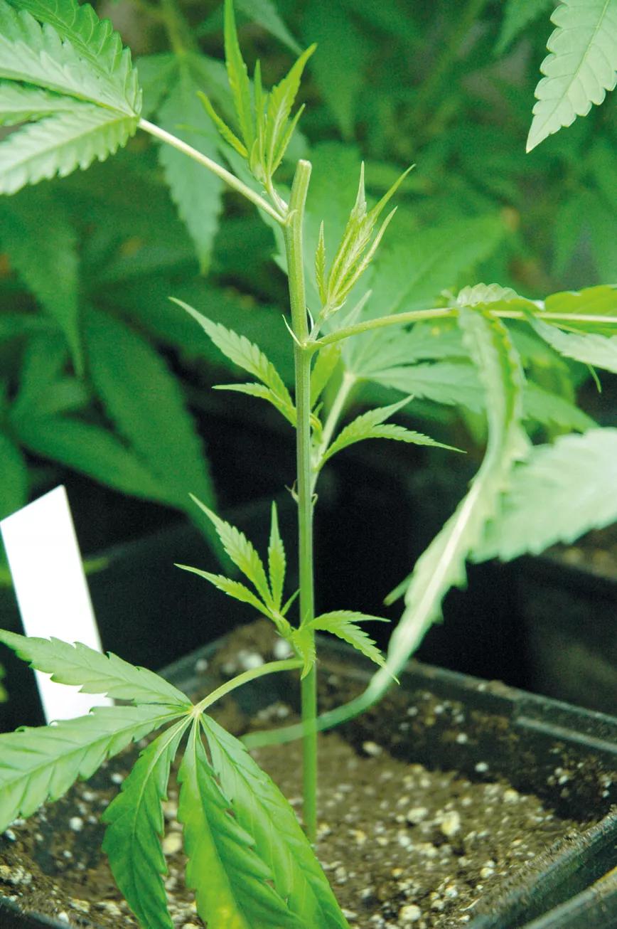 Nueve trucos para empezar en el cultivo de exterior