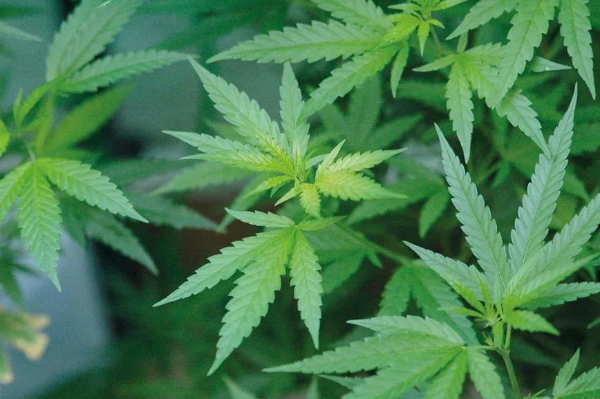 Nueve trucos para empezar en el cultivo de exterior