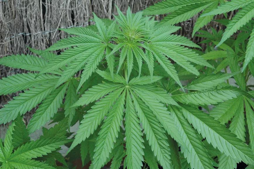 Nueve trucos para empezar en el cultivo de exterior
