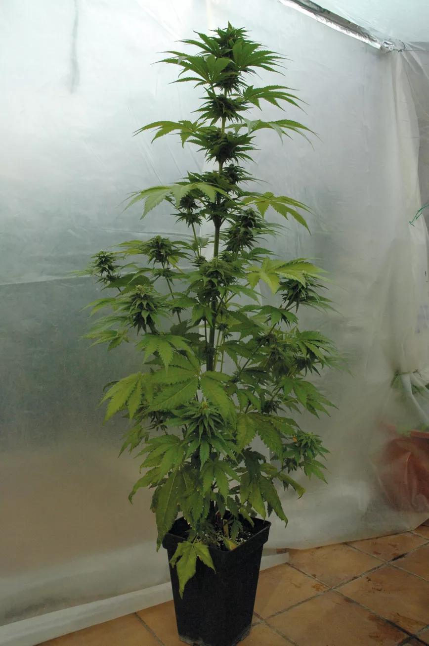 La tierra perfecta para nuestras plantas: cómo crear una mezcla casera de sustrato orgánico