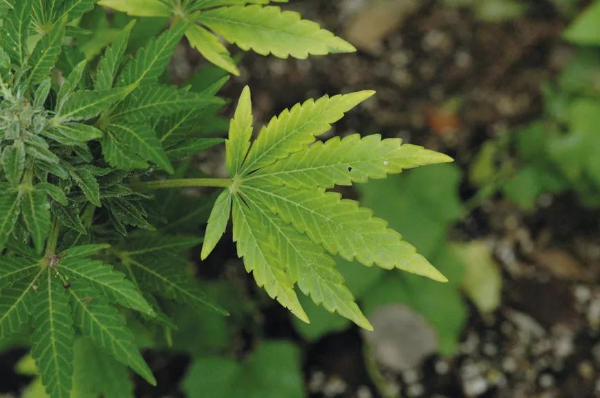 La tierra perfecta para nuestras plantas: cómo crear una mezcla casera de sustrato orgánico