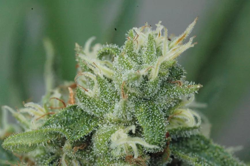 La tierra perfecta para nuestras plantas: cómo crear una mezcla casera de sustrato orgánico