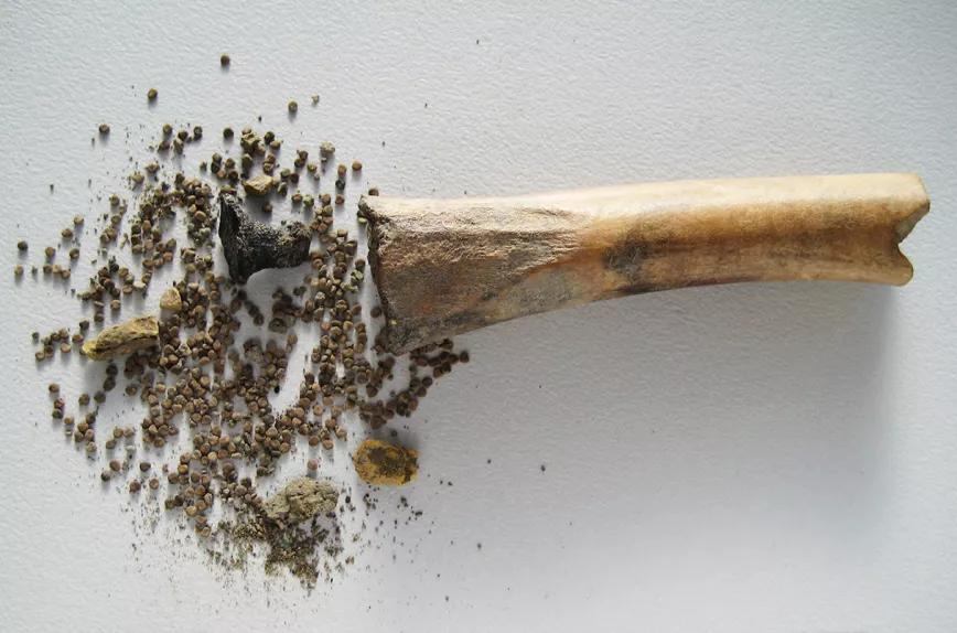 Encuentran alucinógenos en el interior de huesos de animales en una antigua finca del Imperio romano
