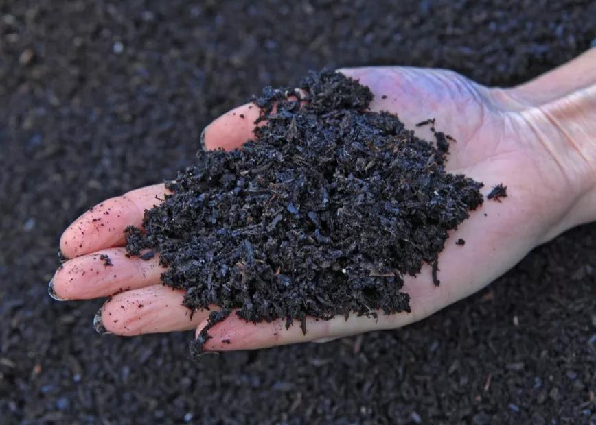 Una cooperativa de Ecuador y una empresa alemana producirán biocarbón de cannabis en el Amazonas