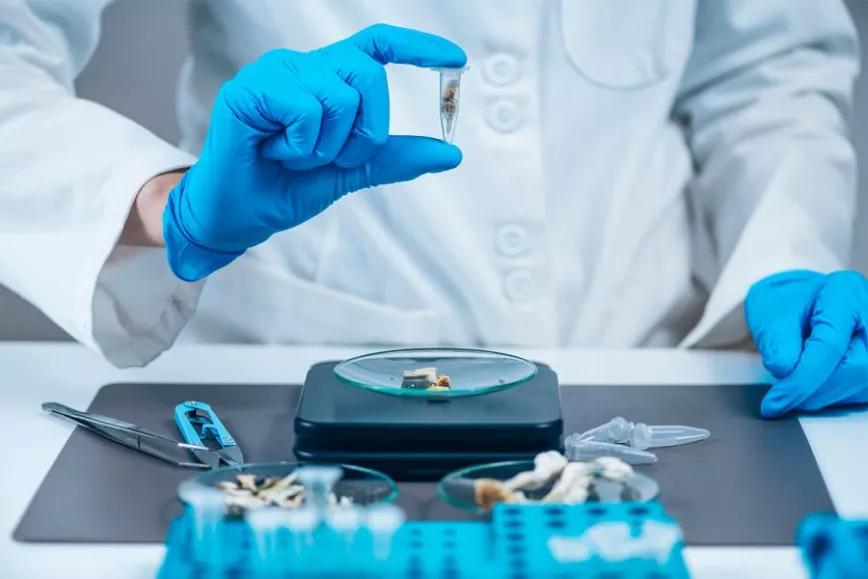 EEUU invertirá casi 8 millones de euros para investigar el uso medicinal de psicodélicos