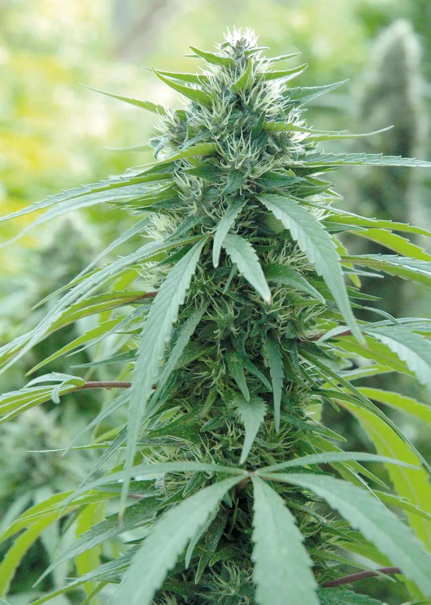 Los diez trucos de experto para cultivadores novatos
