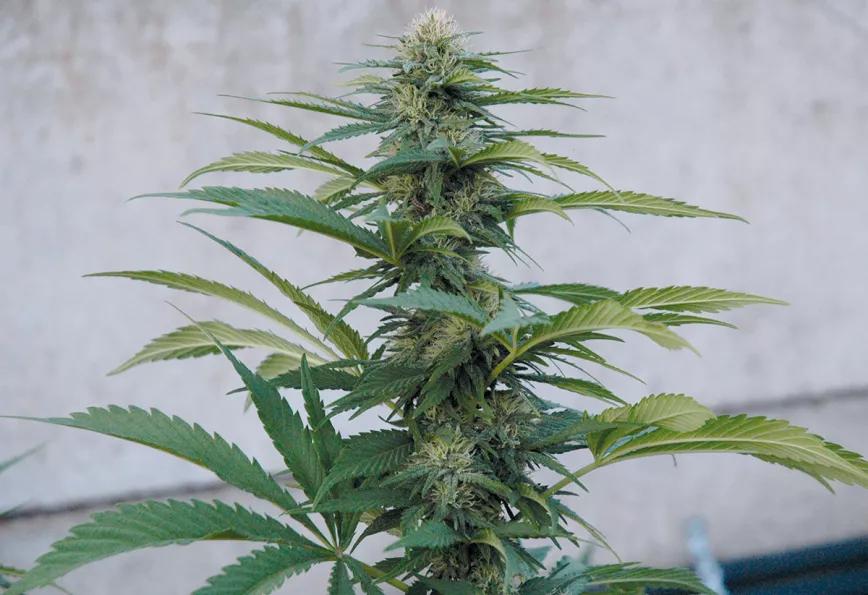 Los diez trucos de experto para cultivadores novatos