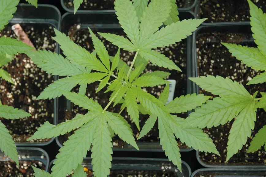 Abonaremos las plantas desde que tengan una o dos semanas de edad.