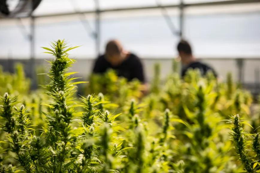 Por primera vez, Reino Unido tendrá productos medicinales con cannabis cultivado en el país