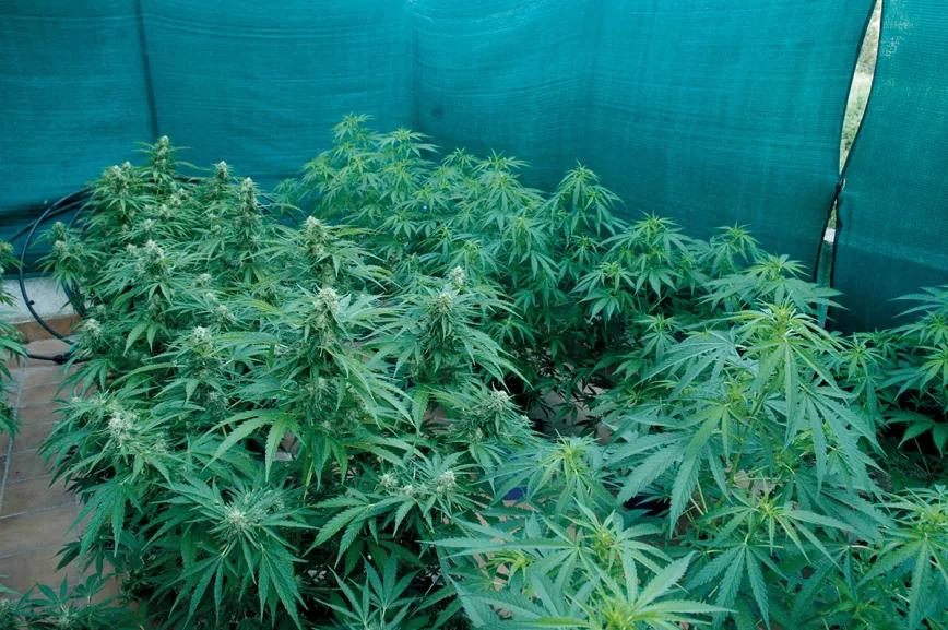 ¡Cosecha en julio!: la técnica de la floración forzada
