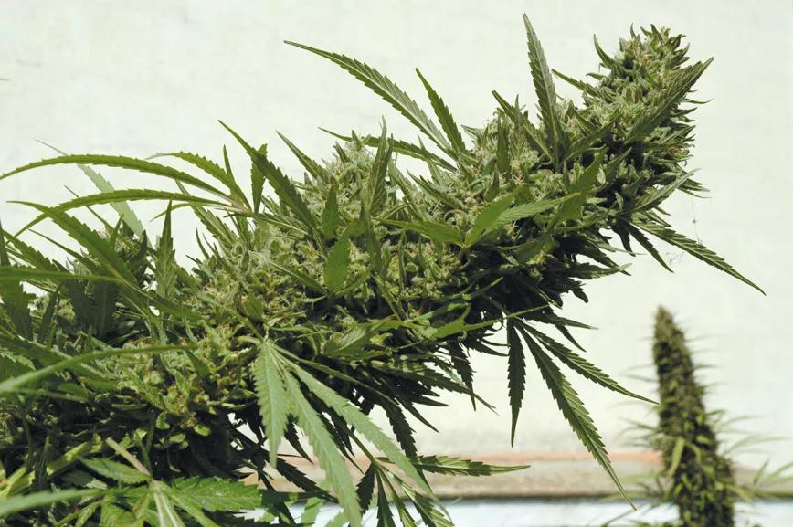 El cultivador artesano empatiza con maría