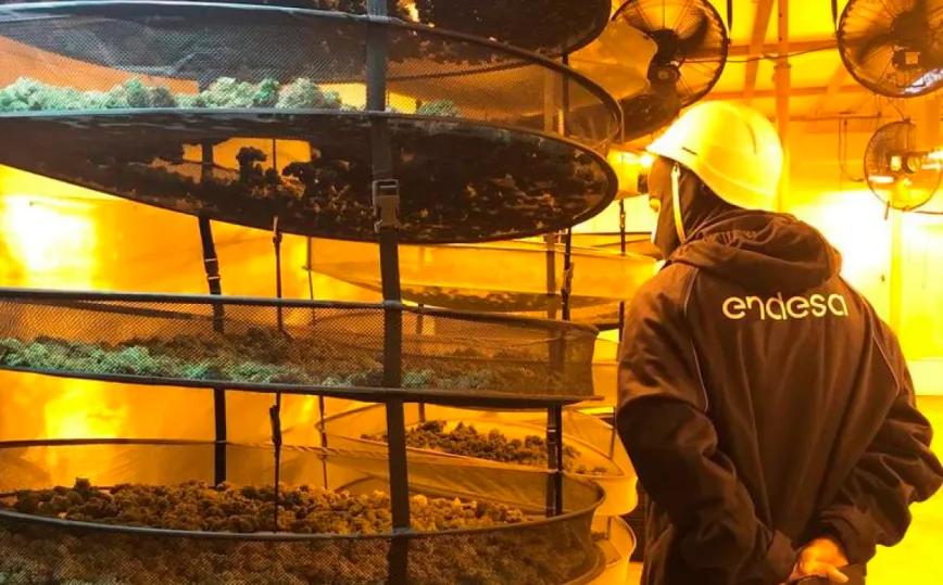 Endesa desconecta de la red eléctrica 7 plantaciones de cannabis al día