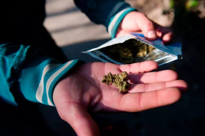 A más de una década de la legalización en Uruguay, disminuyó el consumo de cannabis